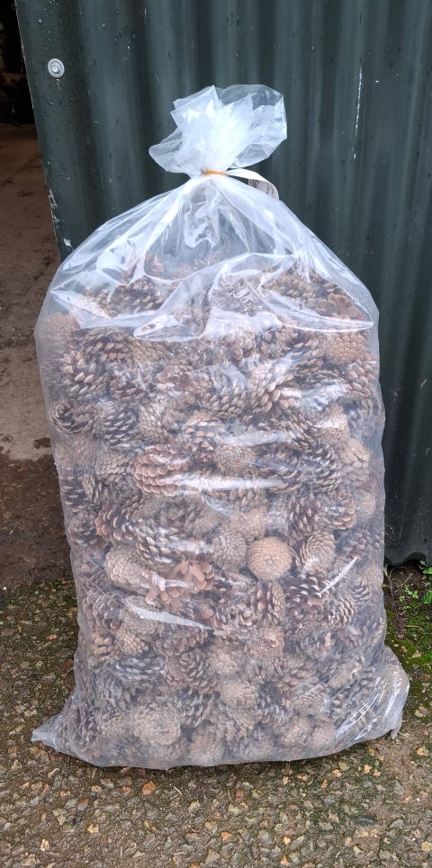10kg natural cones