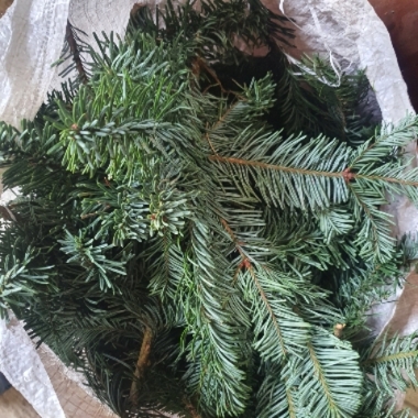 30kg Box of mixed size noble